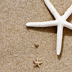 Petite Starfish Studs