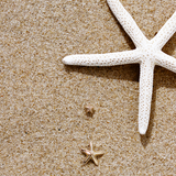 Petite Starfish Studs